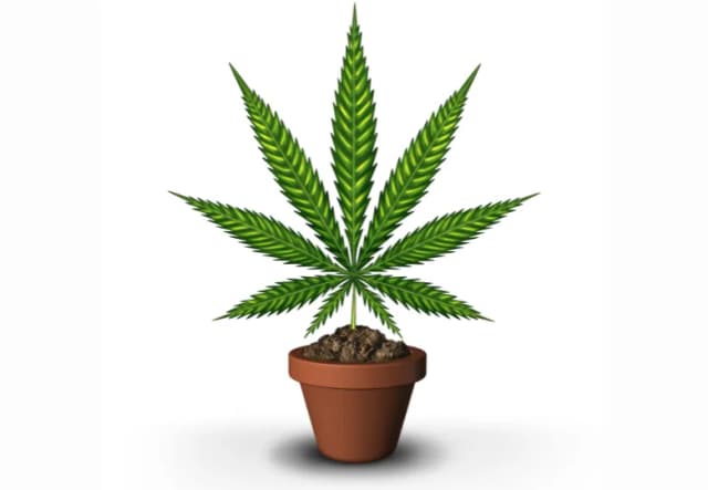 Jak długo kwitnie marihuana? Poznaj różnice między odmianami
