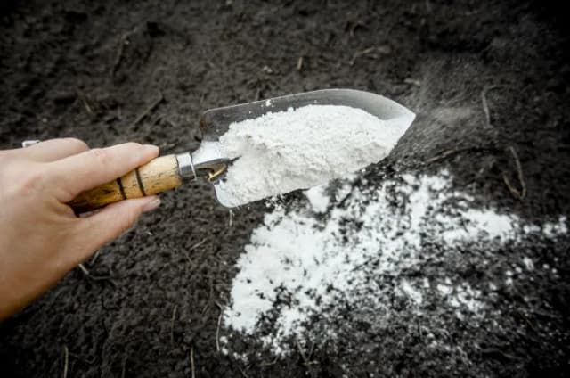 Czy wapno hydratyzowane można stosować w ogrodzie bez ryzyka?