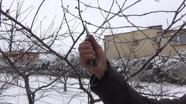 Jak przycinać wiśnie rysunek - skuteczne techniki i porady krok po kroku